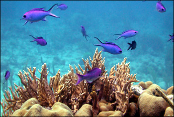 Blue chromis, or damselfish