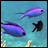 Blue chromis,  or damselfish
