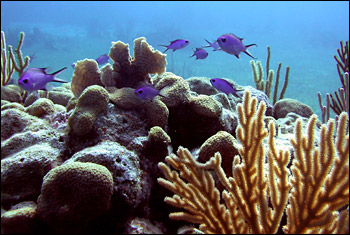 blue chromis