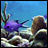 blue chromis