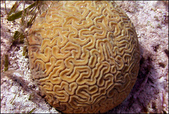Brain coral