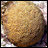 Brain coral