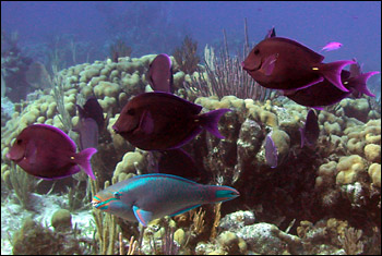 parrotfish