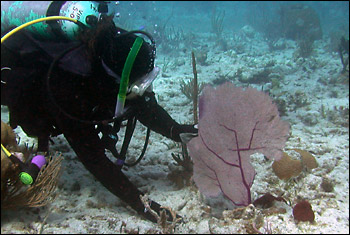 Whalen diving