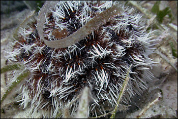 echinoderms, sea urchin