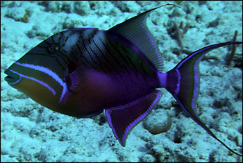 Triggerfish