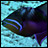 Triggerfish