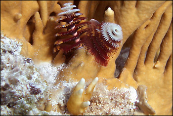 Christmas tree worms