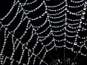 spider web