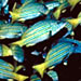 Wild Fisheries