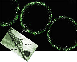 stretching its cytoplasm