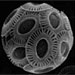 Biogeochemistry