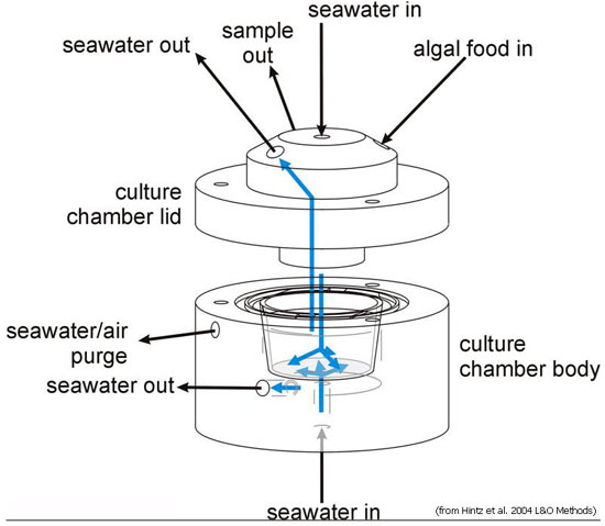 culture chamber for benthic foraminifera