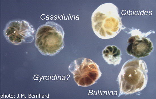 Benthic foraminifera