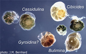 Benthic foraminifera
