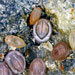 Larval Ecology