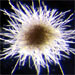 Microbiology & Microbial Ecology