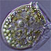 Molecular Biology