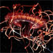Zooplankton Ecology