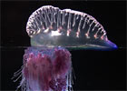 Ocean Research Topics
