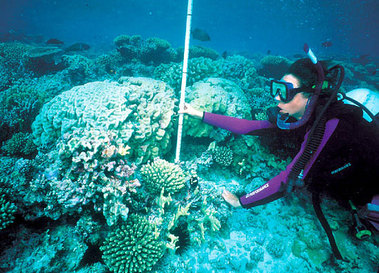 Anne Cohen sizes up a Pavona coral on Johnston Atoll