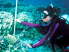 Anne Cohen sizes up a Pavona coral on Johnston Atoll