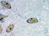 barnacle larvae