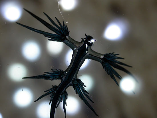 mollusk <i>Glaucus atlanticus</i>
