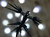 mollusk <i>Glaucus atlanticus</i>