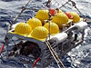 A sled used to inject a nontoxic dye