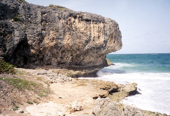 Fossil coral deposits - Barbados