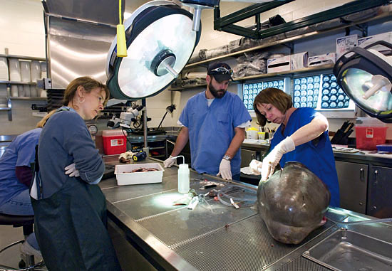 To learn about marine mammal hearing, researchers use the WHOI necropsy and CT scan facility to reveal the internal anatomy of ears. 