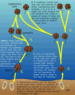 HOW A TOXIC ALGAL BLOOM OCCURS, red tide