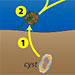 Life Cycle of a Harmful Algae, Alexandrium