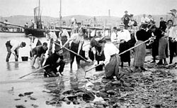 MBL botany class students during an 1895 specimen collection trip