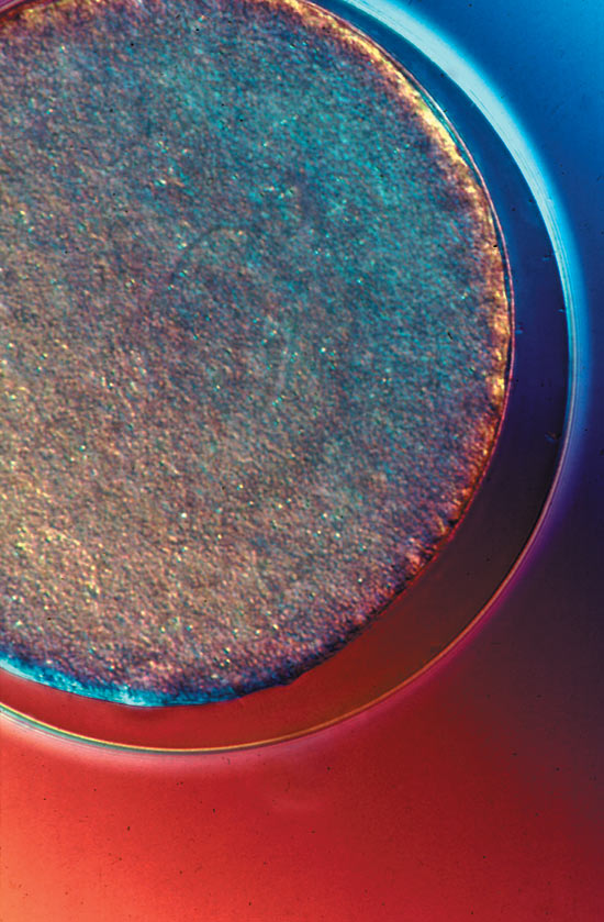 cells of marine organisms