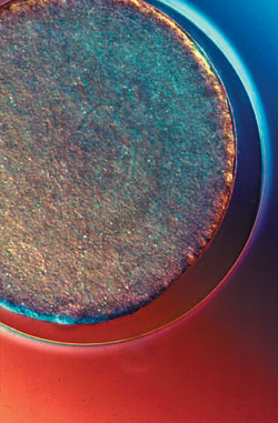 cells of marine organisms