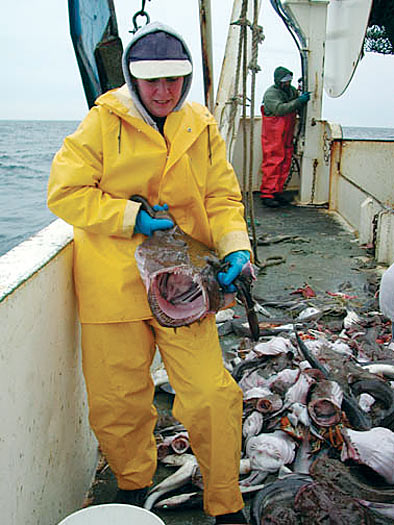 monkfish caught during a research survey