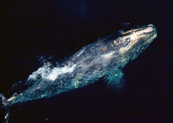 endangered North Atlantic right whale sighted during a NOAA Fisheries whale research flight