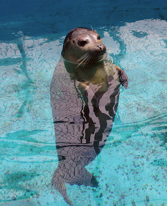 Woods Hole Science Aquarium
