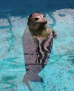 Woods Hole Science Aquarium