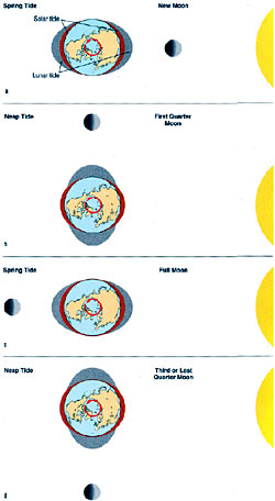 spring and neap tides