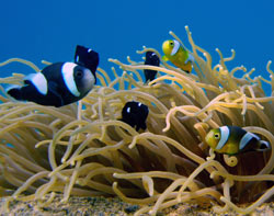 panda clownfish