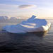 Antarctica Invertebrates
