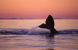 North Atlantic right whale