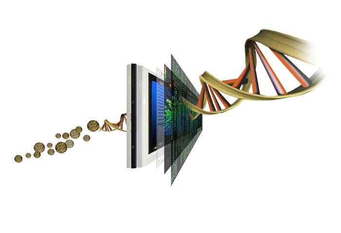 Brown tide genes