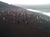 Chinstrap penguins on Deception Island