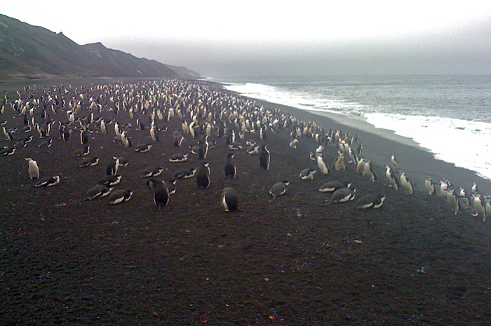 Chinstrap penguins on Deception Island