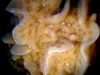 Corrugated coral