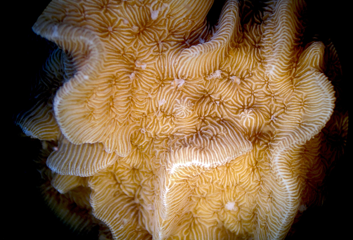 Corrugated coral